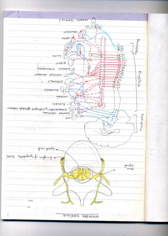 Anatomia De Gardner Pdf To Word